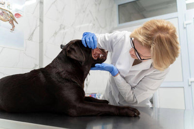 Veterinarian examining dog's teeth for dental health check-up in a clinic.