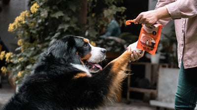 Dog happily receiving a single-ingredient treat from a person's hand outdoors.