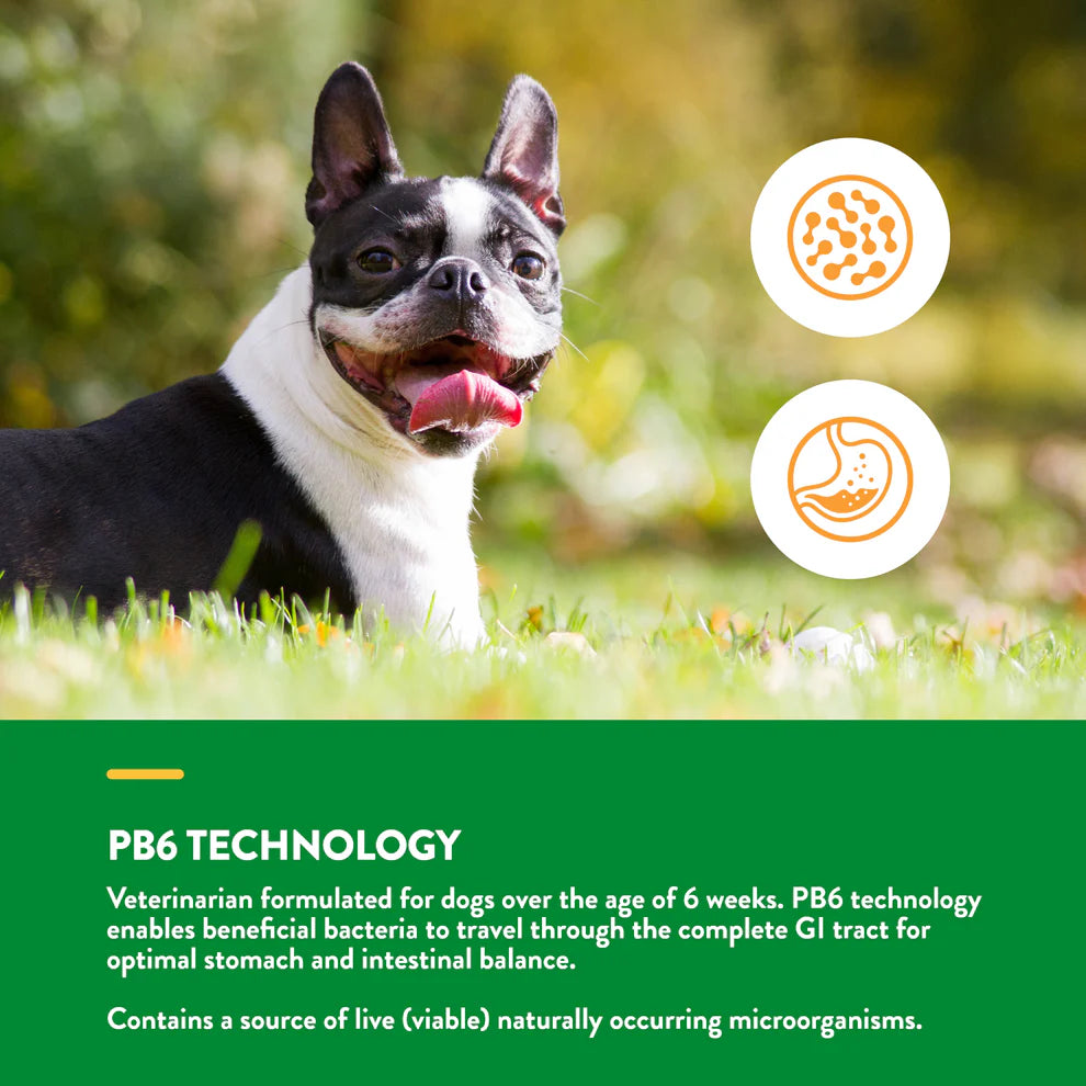 Dog sitting on grass with PB6 Technology text and icons about beneficial bacteria for dogs.