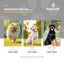 NaturVet senior advanced pet supplement directions with images of dogs and text on a gray background