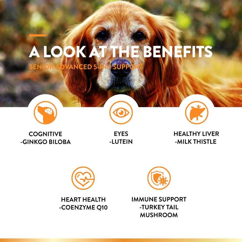 Dog with text 'A Look at the Benefits' and health benefits listed below.